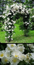Wild White Climbing Rose Live Plant - 3-4 Ft Hardy Bare Root - All Natural, Easy Care - Rosa setigera
