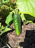Cucumber Seeds, 50 Count, Boston Pickling, Heirloom, Non-GMO, Perfect for Pickling, Cucumis sativus