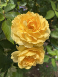 Live Rose Cuttings 5-8" Long - Julia Child Variety - 3 Stems - Unrooted Fresh Cuttings for Gardening