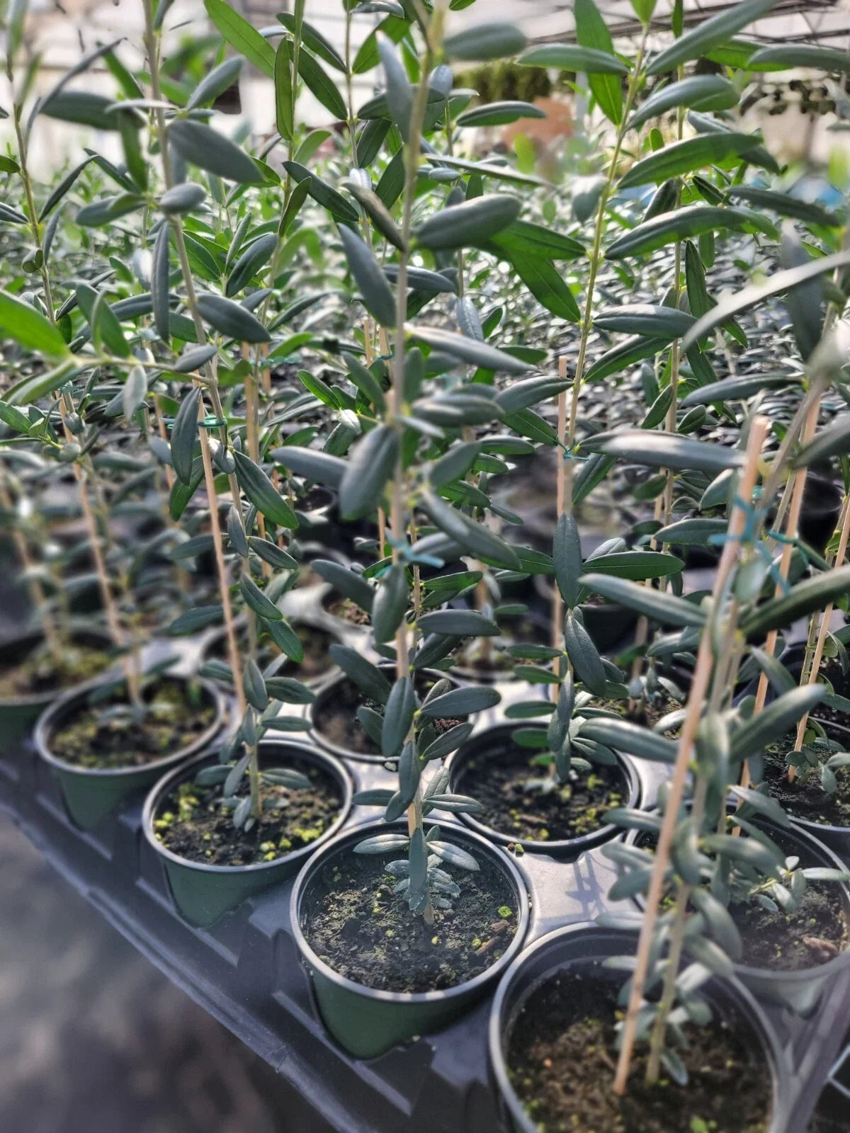 Arbequina Olive Tree Plant - Live in 4 Inch Pot, Robust Roots, Olea europaea Variety