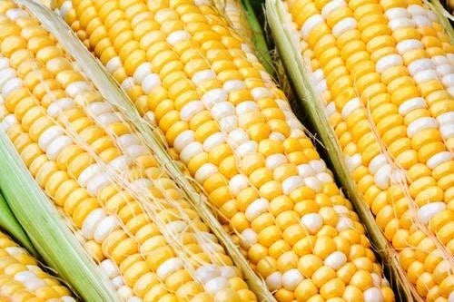 Sweet Corn Seed - Essence Variety - Organic Fresh Seeds - Zea mays - FREE SHIPPING
