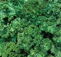 Mustard Seeds 500+ Southern Giant Curled Green Brassica juncea for Healthy Garden