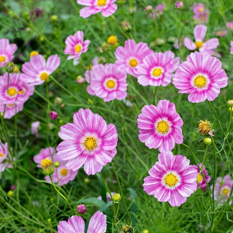 Happy Ring Cosmos Seeds - 200+ Pack for Garden Planting - Free Shipping - Cosmos bipinnatus