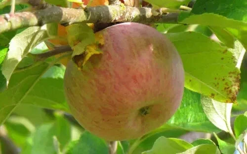 Baguette Violette Apple Seeds - 25+ Count for Garden Planting - Malus domestica - USA Seller - Free Shipping