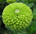 Green Zinnia Flower Seeds 100+ "Envy" Annual Garden Seeds for Bees & Birds (Zinnia elegans)