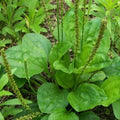 Plantago Major Bare Root Broadleaf Plantain - 3 Live Plants Ready to Plant