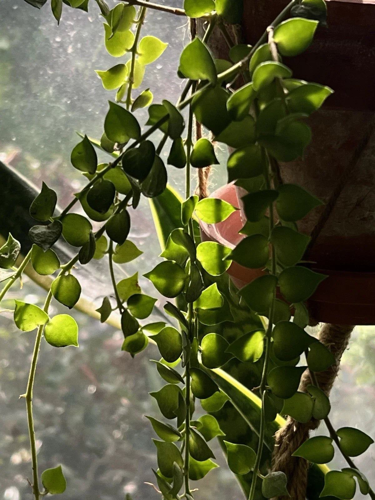 Dischidia Ruscifolia Million Hearts Plant 4" Unrooted Cutting - Unique Houseplant for Home Decor