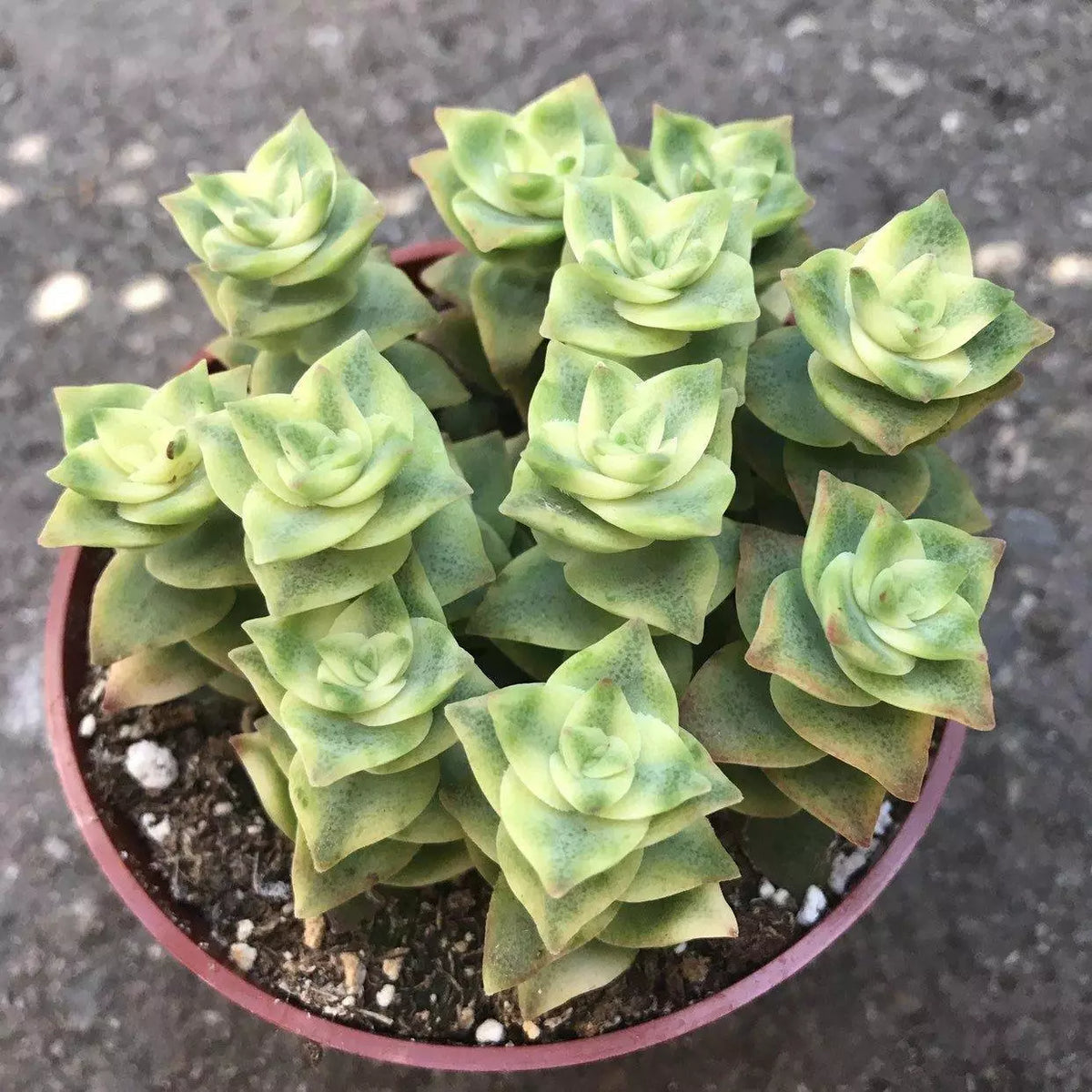 Crassula Perforata Variegata - String of Buttons - 2" Diameter Plants - Succulent Variety