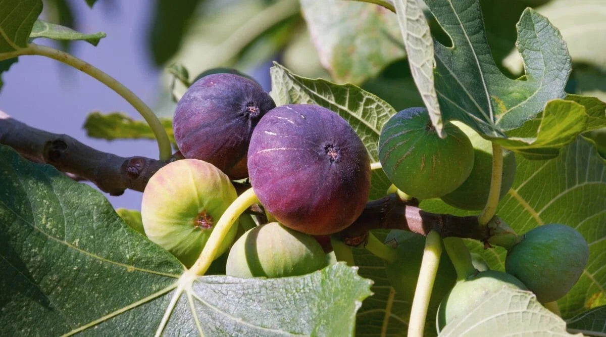 Ronde de Bordeaux Fig Seeds - 100 Seeds for Garden Planting - Ficus carica - USA, Fast Shipping