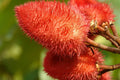 Anchiote Seeds - 40 Heirloom NON-GMO Seeds for Culinary Use | Bixa orellana | Free Shipping