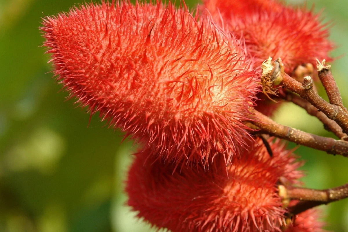 Anchiote Seeds - 40 Heirloom NON-GMO Seeds for Culinary Use | Bixa orellana | Free Shipping