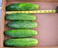 Organic Cucumber Seeds - 50+ Straight 8" Pickles - Perfect for Vegetable Garden or Patio Containers - Cucumis sativus