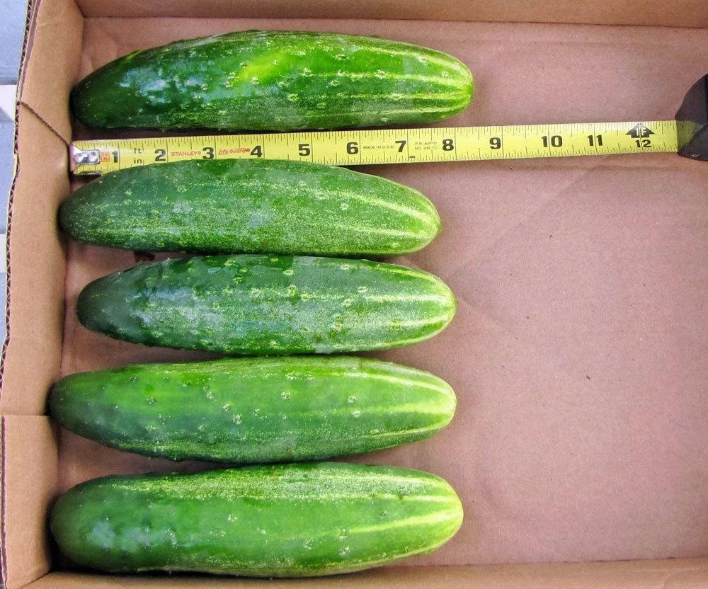 Organic Cucumber Seeds - 50+ Straight 8" Pickles - Perfect for Vegetable Garden or Patio Containers - Cucumis sativus