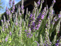 Fragrant Lavender Starter Plant - Sensational Variety for Gardens & Gifts - Lavandula angustifolia