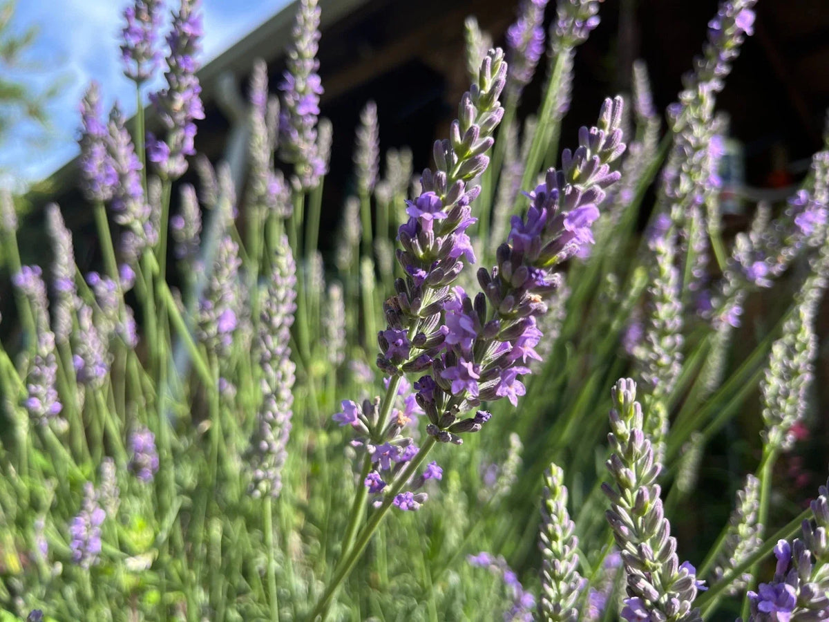 Fragrant Lavender Starter Plant - Sensational Variety for Gardens & Gifts - Lavandula angustifolia