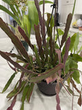 Epiphyllum Cuttings 8-10 inches, Hookeri & Blooming Night, Fragrant Flowering Succulent Plant Cuttings