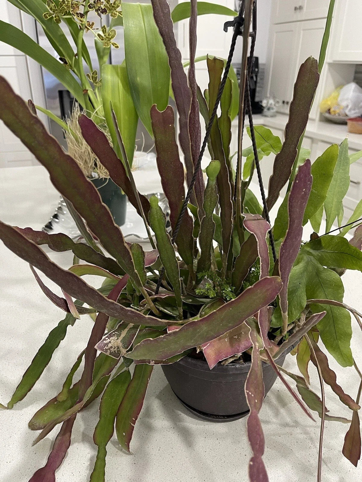 Epiphyllum Cuttings 8-10 inches, Hookeri & Blooming Night, Fragrant Flowering Succulent Plant Cuttings