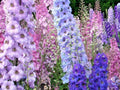 Larkspur Seeds - 600+ Imperial Mix - Native Wildflower Cut Flowers for Pollinators - Delphinium ajacis