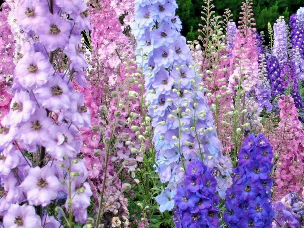 Larkspur Seeds - 600+ Imperial Mix - Native Wildflower Cut Flowers for Pollinators - Delphinium ajacis
