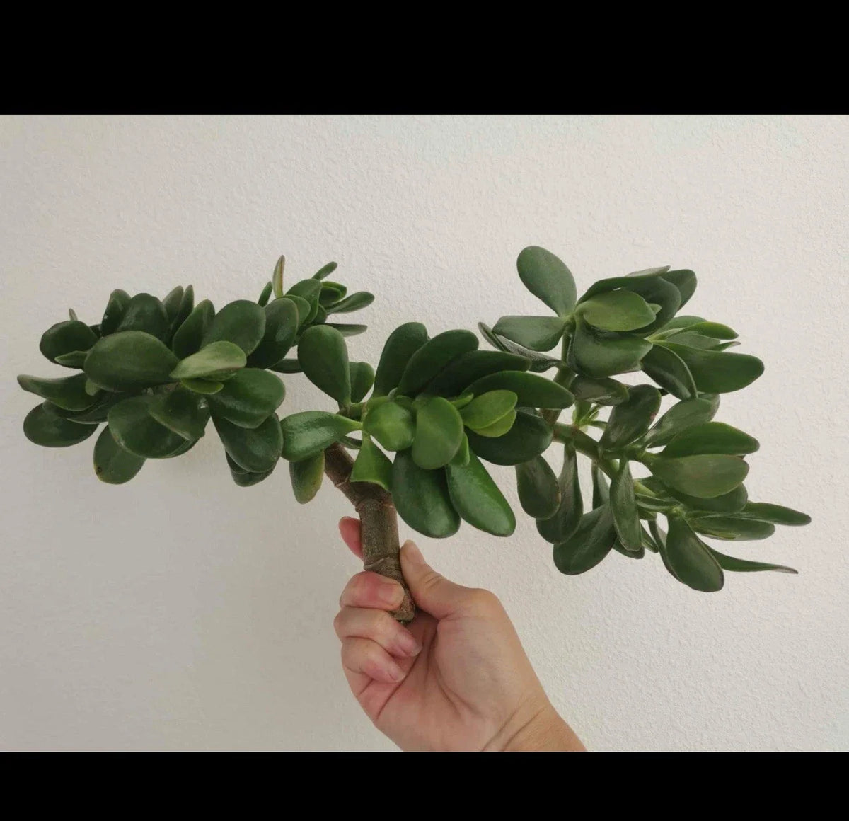 Thick Cutting Jade Plant Succulent 0.75-1 Inch Crassula ovata - 2 Pack