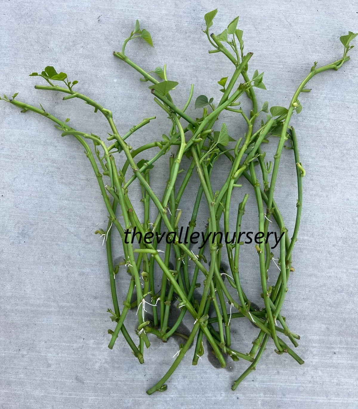 Sweet Potato Slips - 10 Rooted Vines for Edible Leaves - Ipomoea batatas - Fresh Cutting Plants Ready to Grow