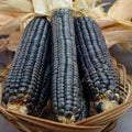 Hopi Blue Corn Seeds - 120+ Heirloom Non-GMO Organic - Rare Variety - Zea mays subsp. mays