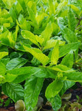 Longevity Spinach Cuttings - 24 Pack - Gynura Procumbens - Fresh Edible Greens for Gardening