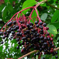 Unrooted Elderberry Cuttings - Sambucus Bush Shrub - Medicinal Perennial - Johns Variety