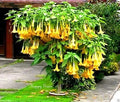 Yellow Trumpetbush Seeds - 20 Count - Rare Exotic Yellow Trumpet Bush - Tecoma stans