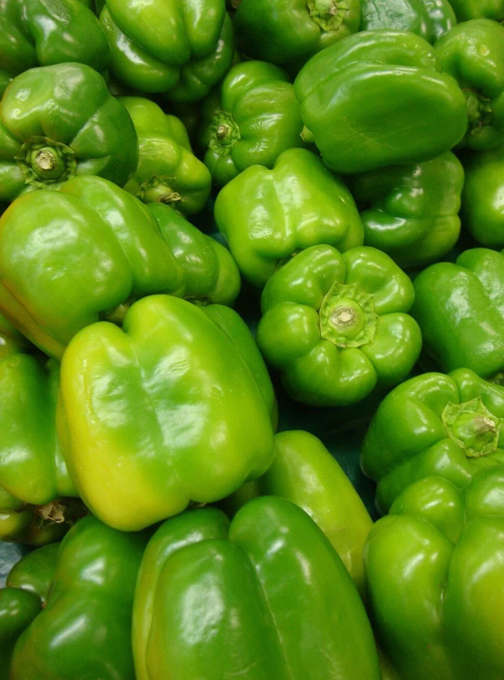 Yolo Wonder Pepper Seeds 50+ Non-GMO Sweet Bell Vegetable Seeds for Garden (Capsicum annuum)