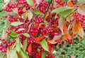 Red Chokeberry Seeds for Planting, 30 Pack - Aronia arbutifolia - Fruit-bearing Berry Tree Seeds