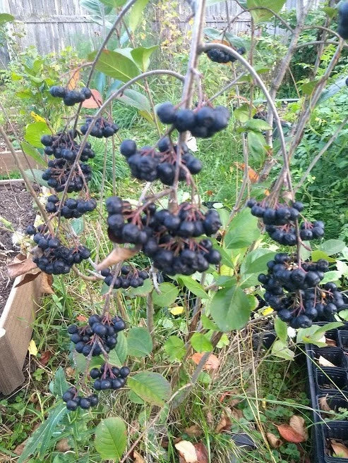 Dormant Viking Aronia Berry Plant - Live Rooted Starter - Aronia melanocarpa - Zones 3-8 - Pesticide-Free, Self-Pollinating