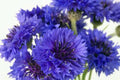 Bachelor Button Seeds - 1000 Seeds - Tall Blue Variety - Centaurea cyanus - Beautiful Blooms for Gardens