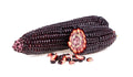 Purple Popcorn Seeds for Planting - 50 Rare Seeds for Exotic Edible Corn (Zea mays)