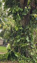 Giant Variegated Golden Pothos Cuttings - 3 Node Hawaiian - Epipremnum aureum