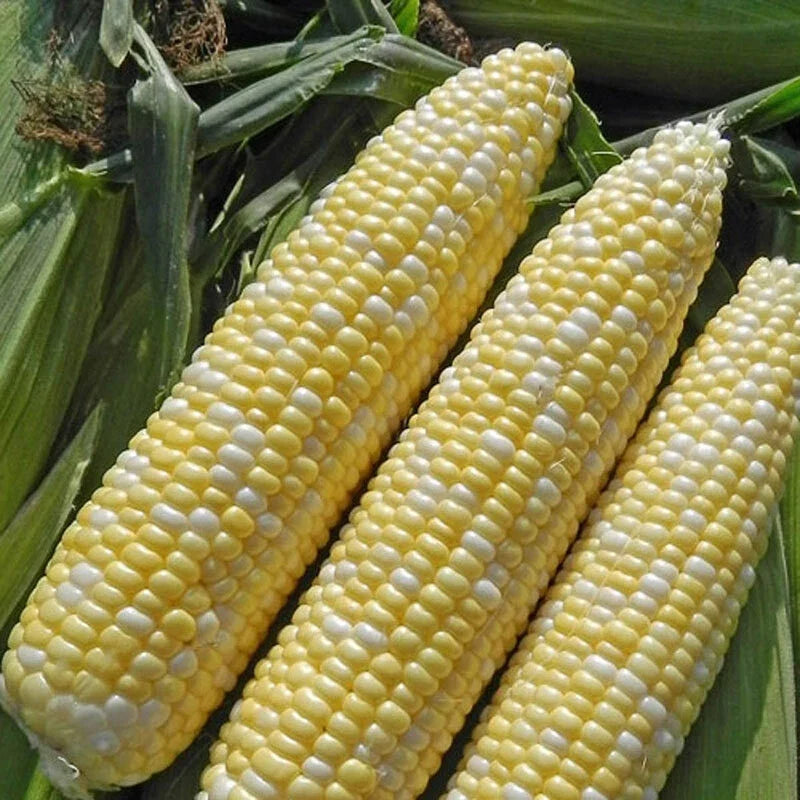 Sweet Corn Seed Pack - Enchanted Variety - Non-GMO Fresh Seed - Zea Mays