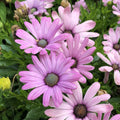 Cape Daisy Seeds - 200+ Light Purple Flower Seeds for Garden Planting - Osteospermum - USA