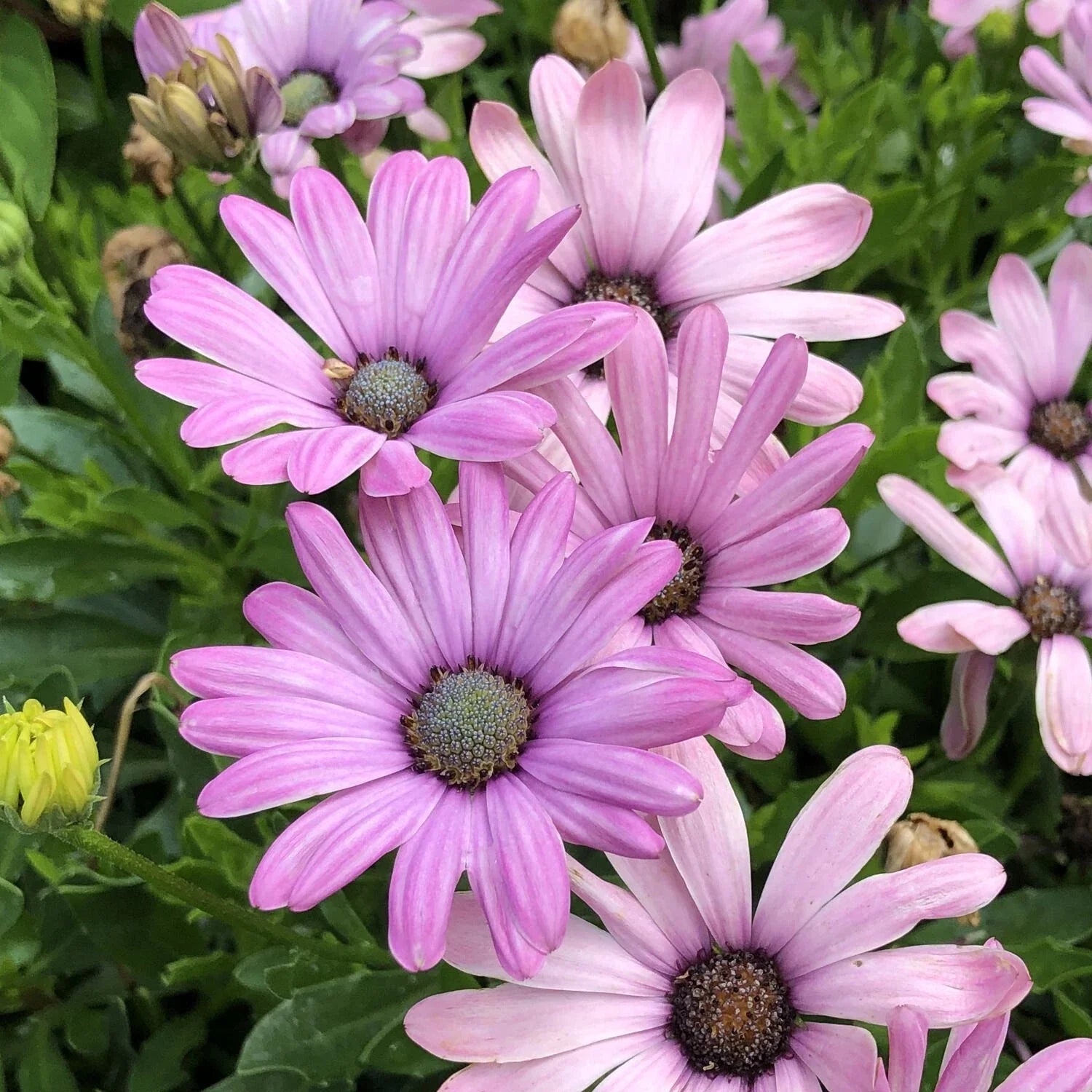 Cape Daisy Seeds - 200+ Light Purple Flower Seeds for Garden Planting - Osteospermum - USA