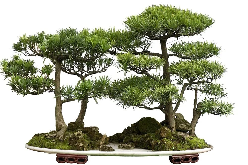 Bonsai Tree Seeds - 30 Seeds - Western Red Cedar - Thuja plicata