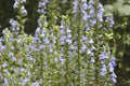Great Blue Lobelia Seeds - Native Wildflower for Shade Gardens - Ideal for Poor Soils - Lobelia siphilitica