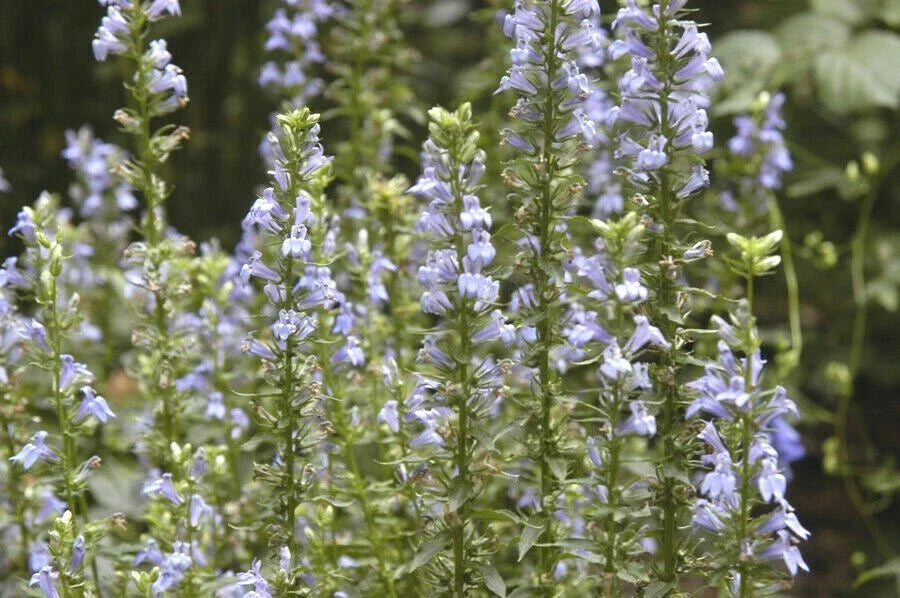 Great Blue Lobelia Seeds - Native Wildflower for Shade Gardens - Ideal for Poor Soils - Lobelia siphilitica