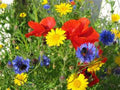 Wildflower Seed Mix 2 oz | Colorful Border & Garden Blend | Native Wildflowers Mix