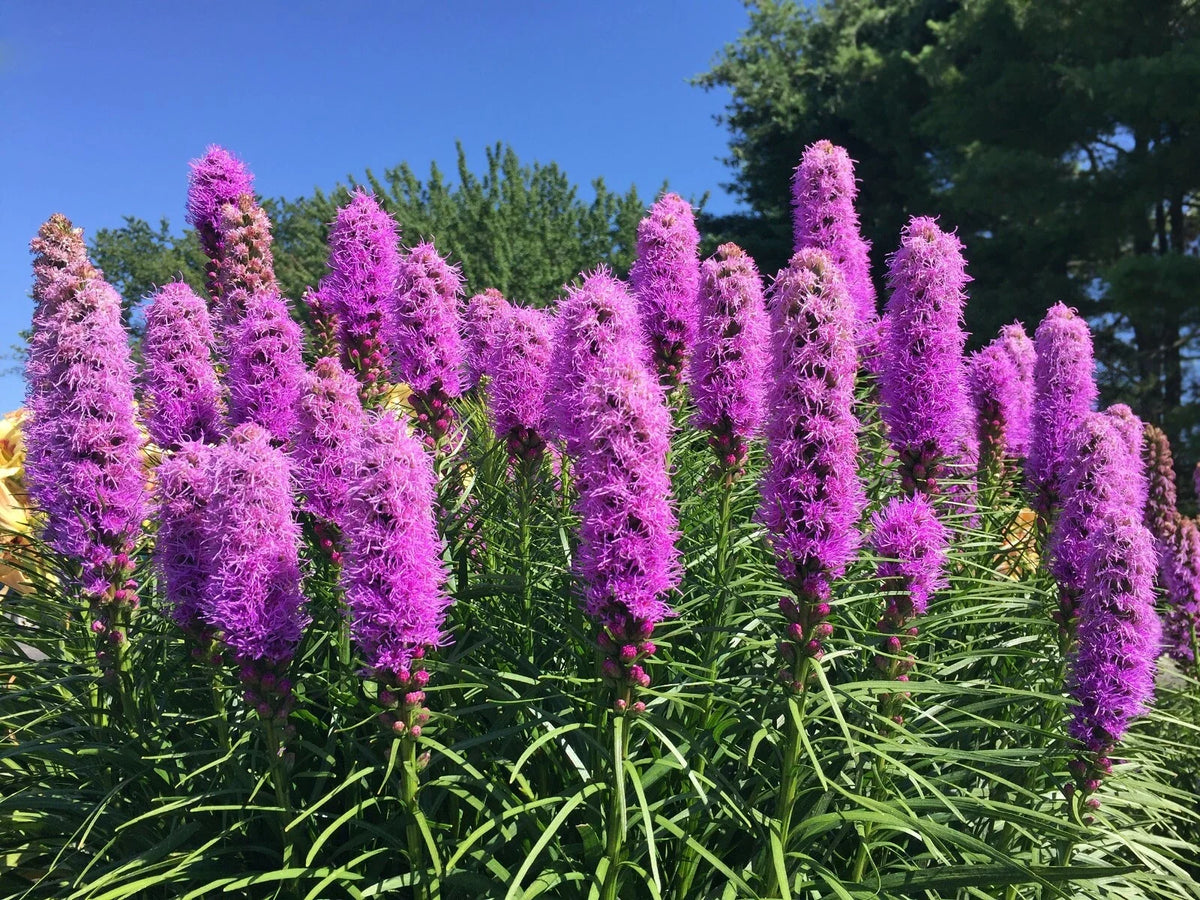 Liatrus Spikata Seeds - 100 Count - Mostly Purple with a Few White - Blazing Star, Gayfeather