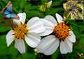 Spanish Needle Seeds - 50+ Pack - Biden alba - Beggar's Tick, Blur Marigold, Black Jack