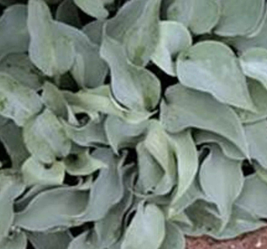 Bare Root Gemstone Hosta Plants - Medium Size, Blue & Green Foliage, Perennial (Hosta spp.) - 2 Roots for Outdoor Gardens