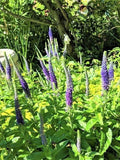 Speedwell Plants - "Royal Candles" Veronica - Perennial - 10 Live Plants for Garden Landscaping