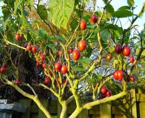 Tomato Tree Seeds - 10 Pack - Tamarillo (Cyphomandra betacea) - Tropical Fruit Seeds for Planting