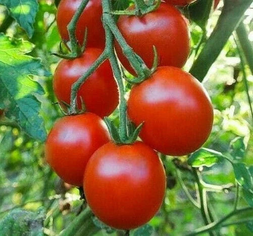 Sweetie Cherry Tomato Seeds | 100+ Seeds | Garden Vegetable for Sauce & Salad | Solanum lycopersicum