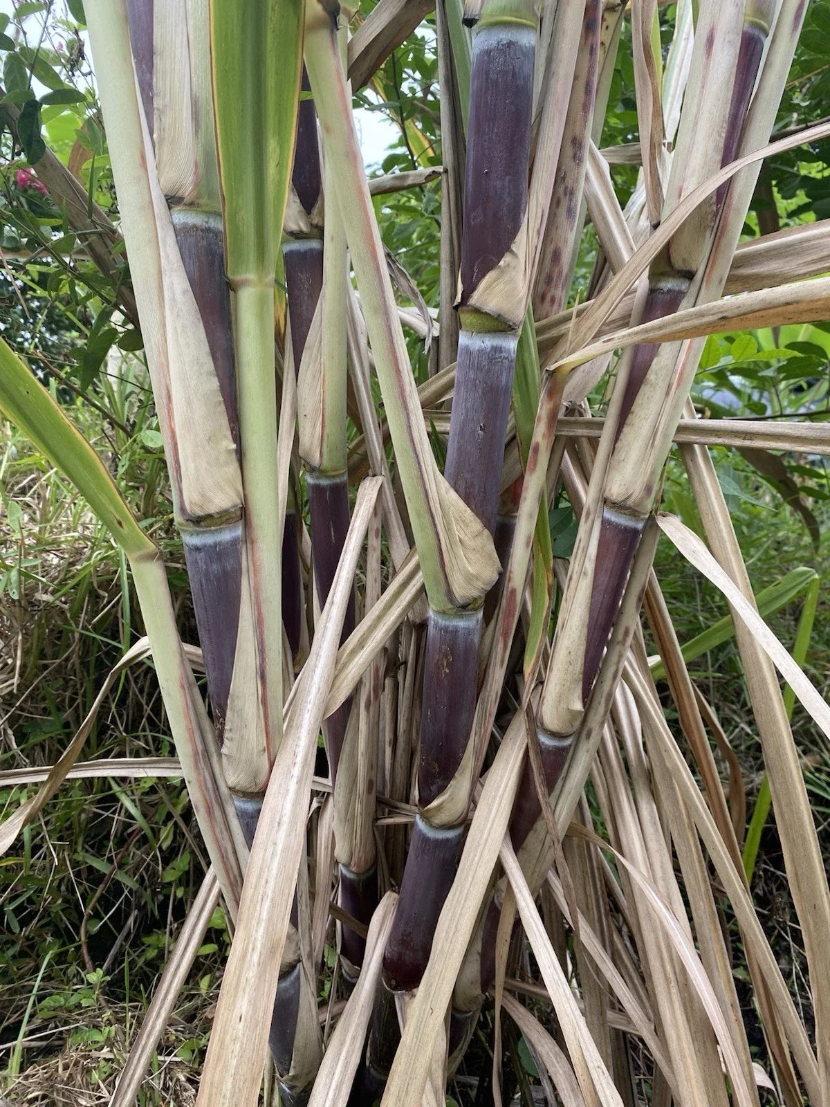 Sugar Cane Cuttings - 3 Large Organically Grown Cuttings - Sweet Variety - SW Florida