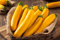 Goldy Squash Seeds - 10 Pack - Golden Zucchini Variety - Cucurbita pepo